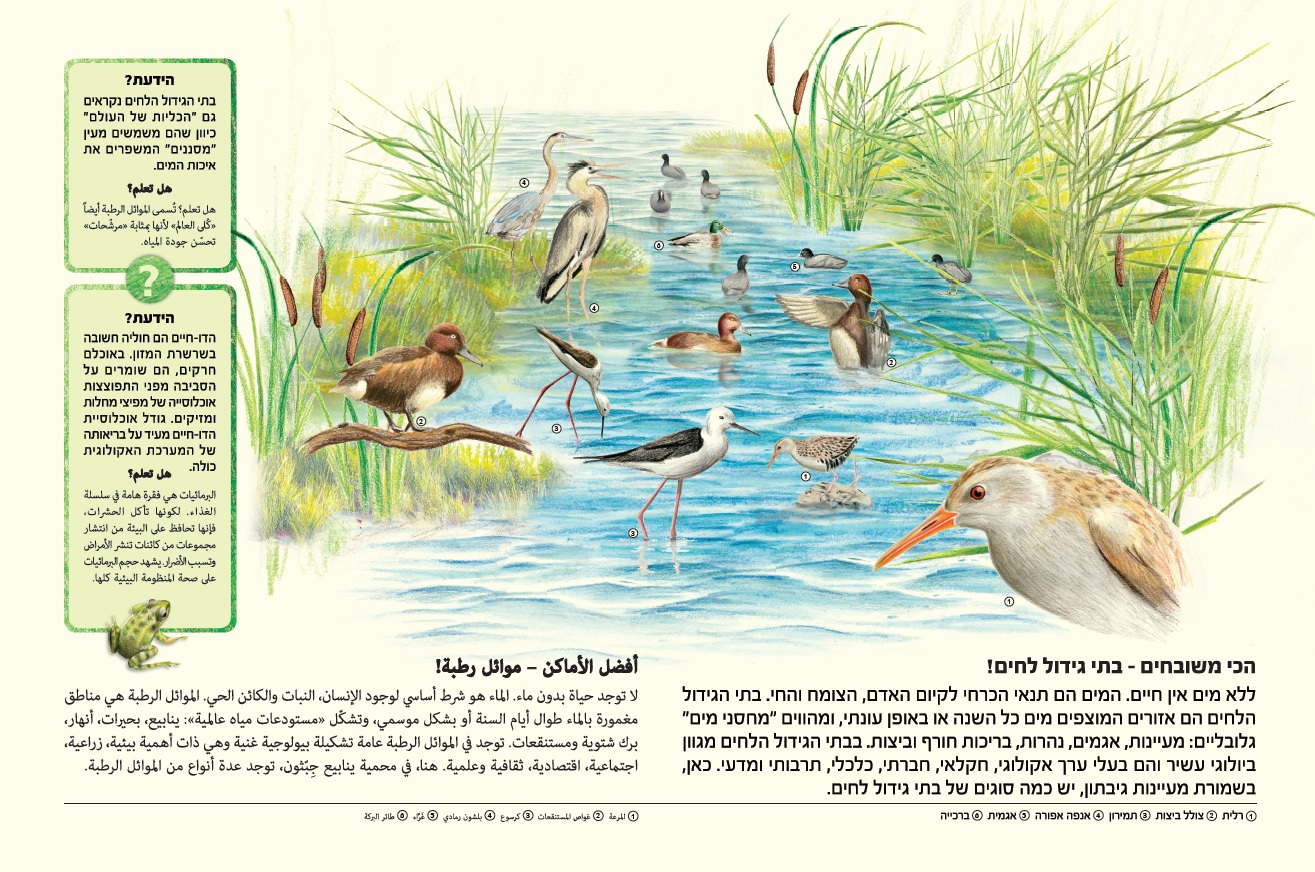 עינות גבתון-1